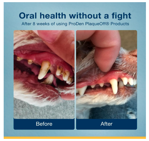 ProDen PlaqueOff Powder Supports Normal, Healthy Teeth, Gums, and Breath Odour in Dogs 20 gm